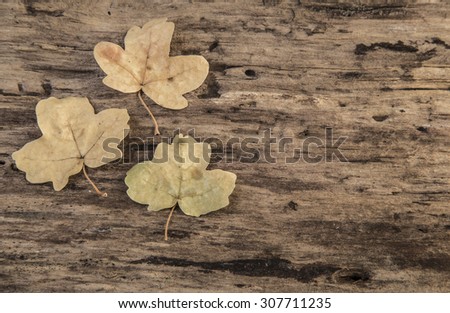 autumn template with dried leaves on wooden background