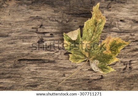 autumn template with dried leaf on wooden background