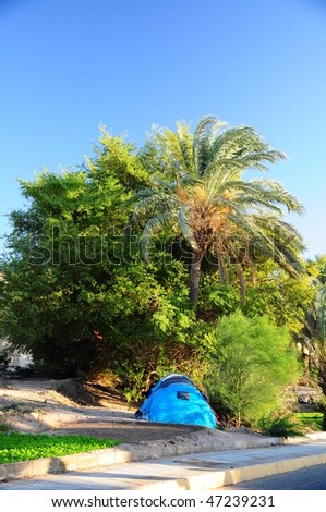 blue tent under palm tree