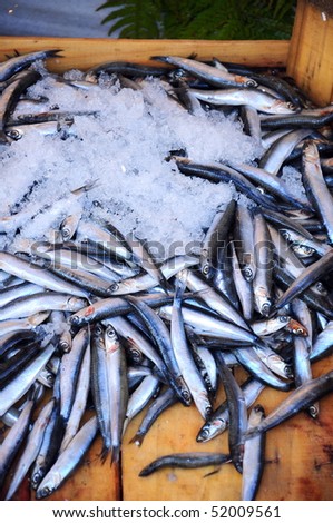 anchovy fish under ice for sale