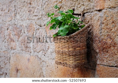 Green plant in a hanged cane basket