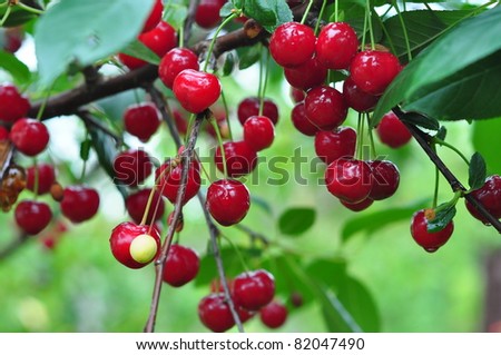 cherry tree