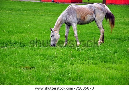 horse feeding on grass