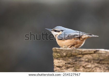 Similar – Image, Stock Photo Ruffled Nuthatch