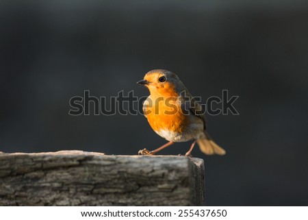 robin isolated on log in sunlight