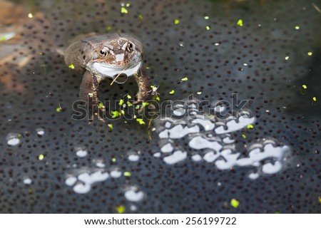 frog in pond guarding spawn