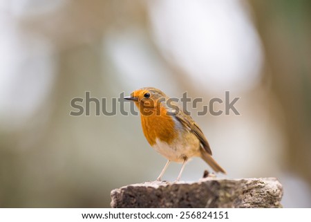 robin isolated on wood log