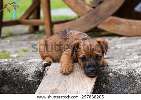 Border terrier cross puppy sleepy in garden