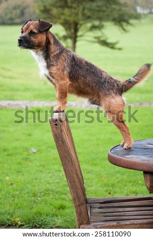 Border terrier cross dog balancing on garden chair