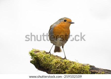 robin on mossy log isolated against white background