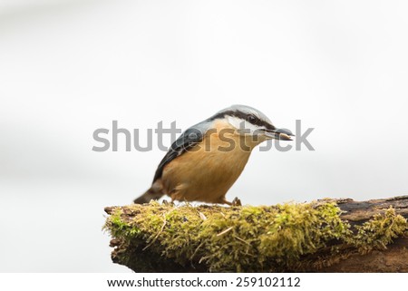 nuthatch with food in bill isolated against white background