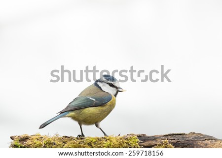 blue tit with food in bill isolated against white background