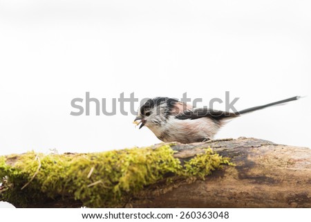 long tailed tit food in bill isolated against white background
