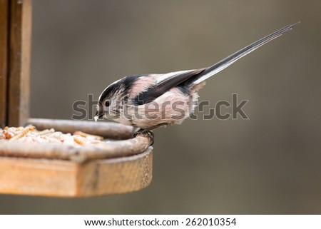 long tailed tit with food in bill on bird feeder against isolated background