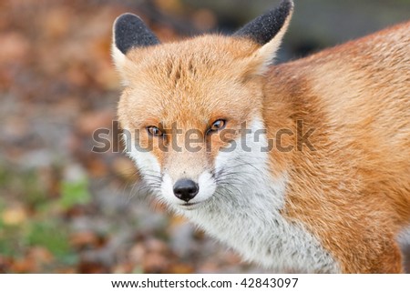 Close up of Red Fox head and shoulders