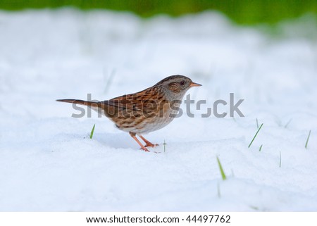 Dunnock/Hedge Sparrow standing in snow with grass in background and blades poking through