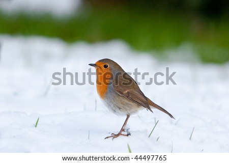 Robin standing in snow with grass in background and blades poking through