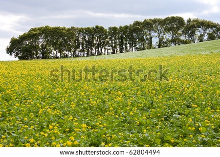 Country Landscape of Flowing Yellow Flowers with Trees and dark sky
