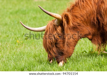 highland cow grazing close up of head with flies