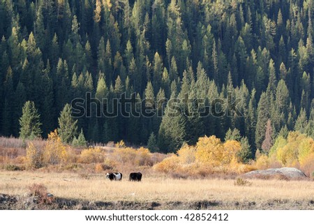 Two cattles against the colorful forest in the autumn of Sinkiang, China