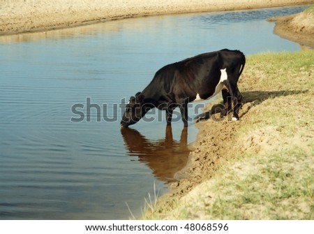 A black cattle is drinking water in the summer river of Inner Mongolia, China