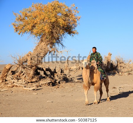 A man on the camel is passing by a black poplar tree in the autumn of Inner Mongolia, China