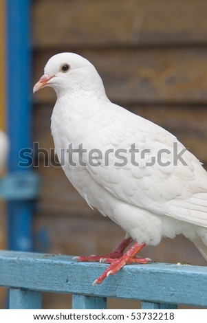 A white pigeon is standing still
