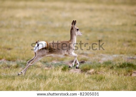 The Tibetan gazelle running in the summer of China