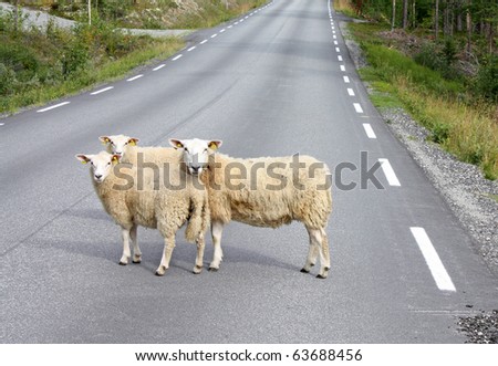 sheeps on road