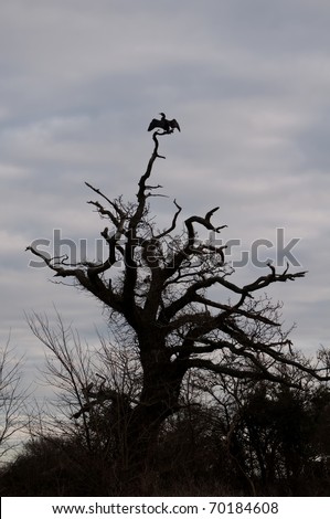 cormorant on the magic tree