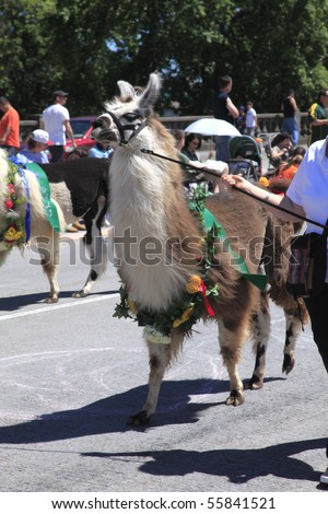 PORTLAND - JUNE 12: Rose Festival annual parade through downtown June 12, 2010 in Portland, Oregon. Lamas being shown at the parade.