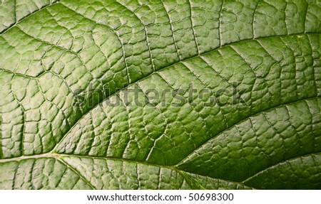 Green leaf surface. Extreme close-up