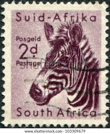 SOUTH AFRICA - CIRCA 1954: A stamp printed in South Africa, is depicted Mountain zebra (Equus zebra), circa 1954