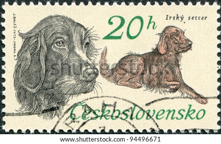 CZECHOSLOVAKIA - CIRCA 1973: A stamp printed in the Czechoslovakia, shows the Hunting Dogs, Irish setter, circa 1973