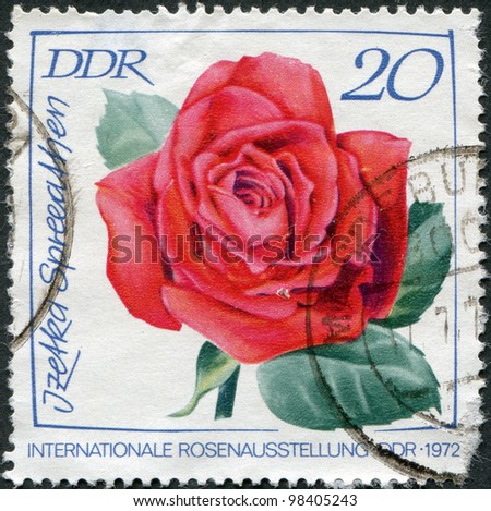 GDR - CIRCA 1972: A stamp printed in GDR, the international exhibition devoted to roses, depicts Izetka Spree-Athens, circa 1972