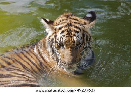 Young tiger at the Tiger Kindgom Park - Chiang Mai, Thailand