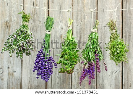 different fresh herb bundles hang on a wood wall different fresh herb bundles hang on a wood wall
