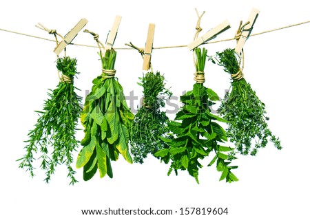 Savory, sage, thyme and mint hanging to dry on a leash, in front of white background
