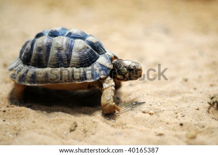 Cute little Turtle