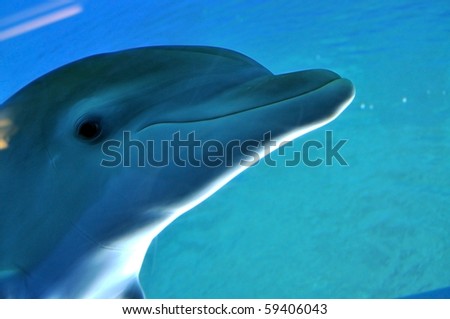 cute dolphin smiling under water