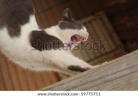 cute cat stretching and yawning
