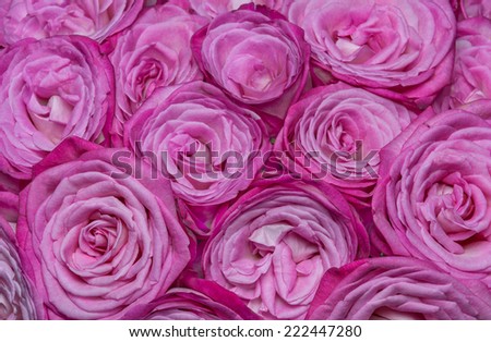 Large bright bouquet of freshly cut big beautiful white-pink roses