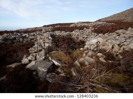 The remains of an iron age building at Tre\'r Ceiri hill fort, Yr Eifl, Gwynedd Wales Uk, amongst heather on a hill.