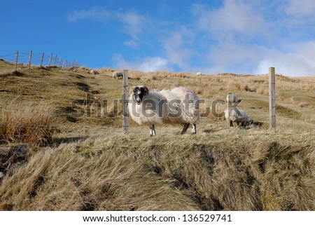 A Scottish black face sheep stands on grass in front of a fence with a hill and blue sky in the background.