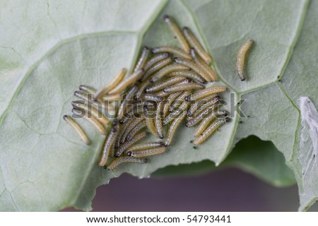 Larvae of the large, cabbage white butterfly, Pieris brassicae, on brassica leaf.