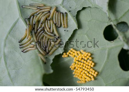 Eggs and larvae of the large, cabbage white butterfly, Pieris brassicae on brassica leaves.