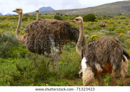 Group of Ostrich on an Ostrich Farm in South Africa (Struthio Camelus)