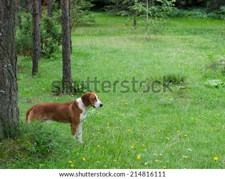 Dog in the forest in spring.