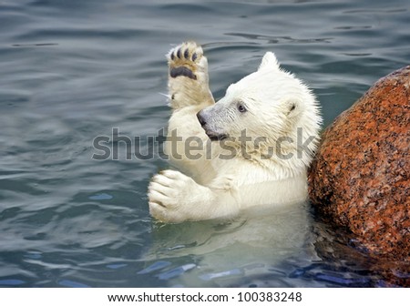 Polar bear baby play in water