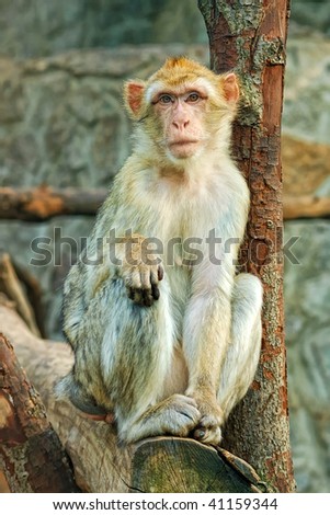 Sad sitting monkey